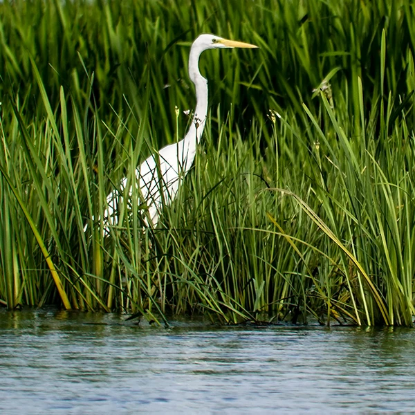 Egret in the wetlands